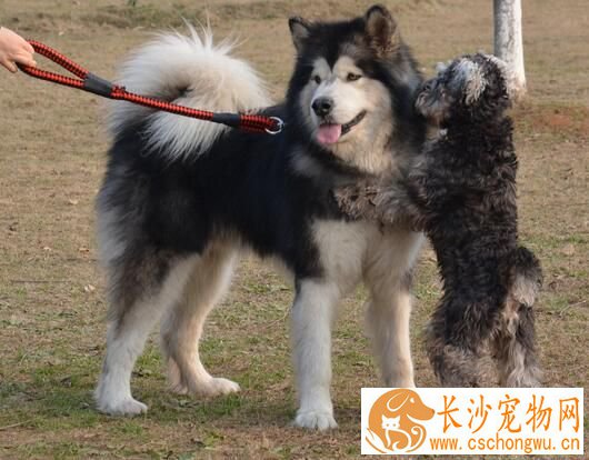 阿拉斯加雪橇犬得细小 阿拉斯加细小如何治疗