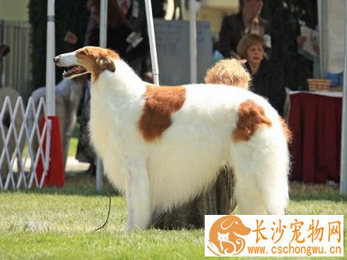 苏俄猎狼犬介绍 是一种体格结实的大型犬