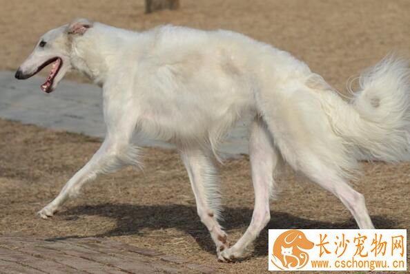 苏俄猎狼犬介绍 是一种体格结实的大型犬