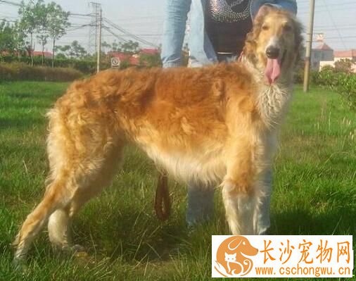 苏俄猎狼犬介绍 是一种体格结实的大型犬
