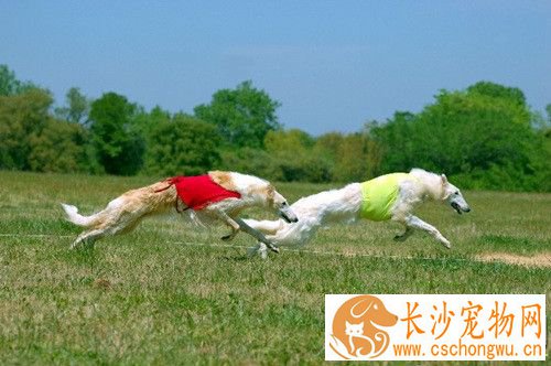 苏俄猎狼犬容易生病 苏俄猎狼犬感冒了怎么办