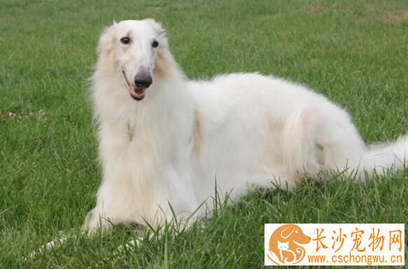 苏俄猎狼犬容易生病 苏俄猎狼犬感冒了怎么办