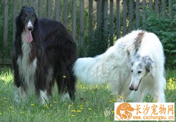 苏俄猎狼犬容易生病 苏俄猎狼犬感冒了怎么办