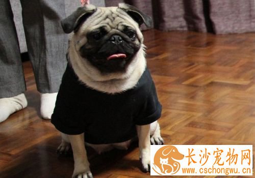 巴哥犬退烧 巴哥犬的物理降温退烧方法