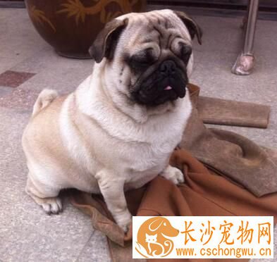 巴哥犬退烧 巴哥犬的物理降温退烧方法