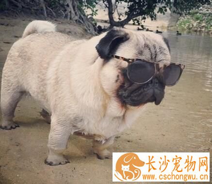 巴哥犬退烧 巴哥犬的物理降温退烧方法