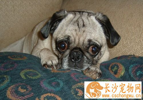 巴哥犬皮肤病的毛黑了 毛黑可能得了黑色棘皮症