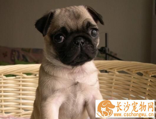 巴哥犬皮肤病的毛黑了 毛黑可能得了黑色棘皮症
