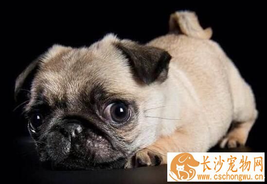 巴哥犬皮肤病用什么药 巴哥犬皮肤病的药物治疗