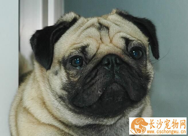巴哥犬皮肤病用什么药 巴哥犬皮肤病的药物治疗