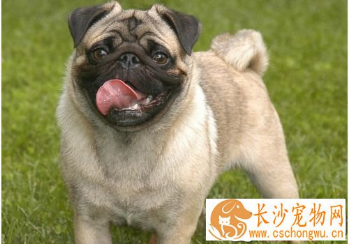 巴哥犬皮肤病怎么办 巴哥犬皮肤疾病病因