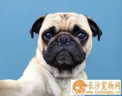 巴哥犬皮肤病怎么办 巴哥犬皮肤疾病病因