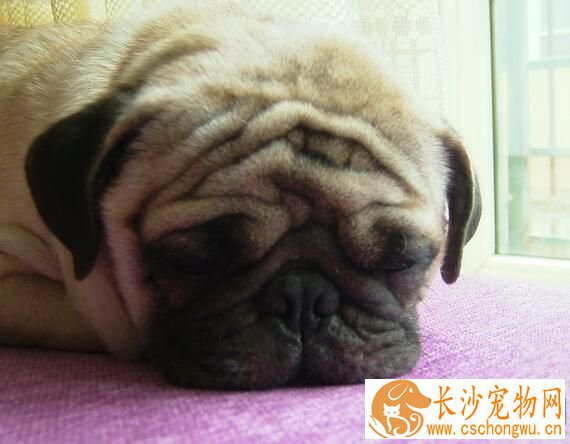 巴哥犬皮肤病怎么办 巴哥犬皮肤疾病病因