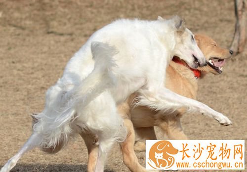 苏俄猎狼犬遗传病 遗传病只可预防无可治疗