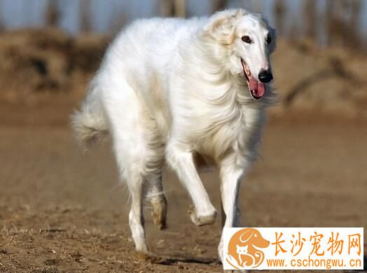 苏俄猎狼犬遗传病 遗传病只可预防无可治疗