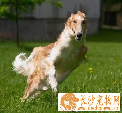 苏俄猎狼犬遗传病 遗传病只可预防无可治疗