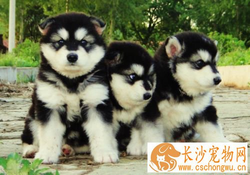 阿拉斯加雪橇犬犬瘟症状 感染犬瘟的症状表现