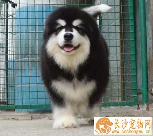 阿拉斯加雪橇犬犬瘟症状 感染犬瘟的症状表现