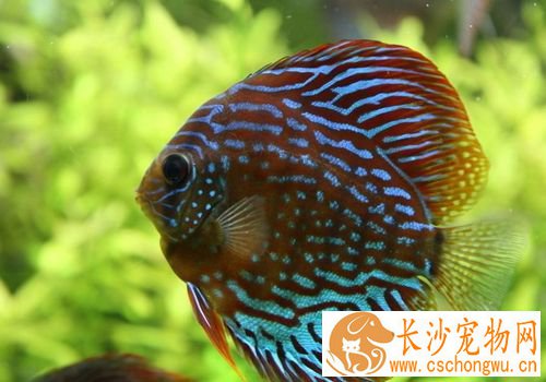 热带鱼鱼鳍上有白点 鱼鳍上白点病的症状