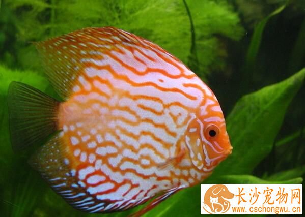 热带鱼鱼鳍上有白点 鱼鳍上白点病的症状