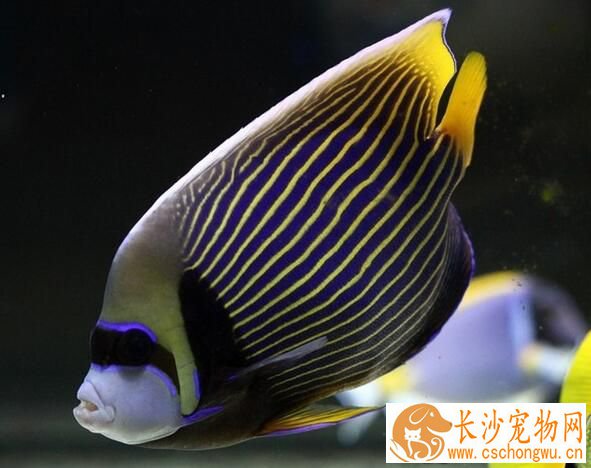 热带鱼鱼鳍上有白点 鱼鳍上白点病的症状