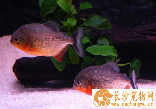 热带鱼腹水怎么办 热带鱼腹水治疗方法