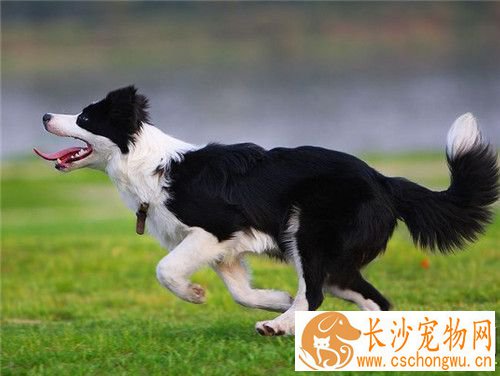 边境牧羊犬幼犬感冒 给狗吃点小儿感冒冲剂
