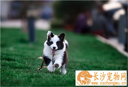 边境牧羊犬幼犬感冒 给狗吃点小儿感冒冲剂