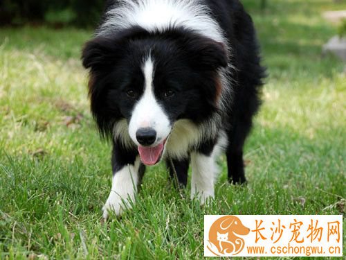 边境牧羊犬幼犬感冒 给狗吃点小儿感冒冲剂
