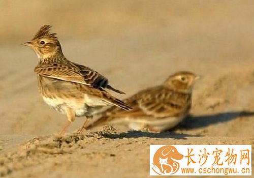 养鸟会得禽流感吗 可能感染H7N9禽流感病毒