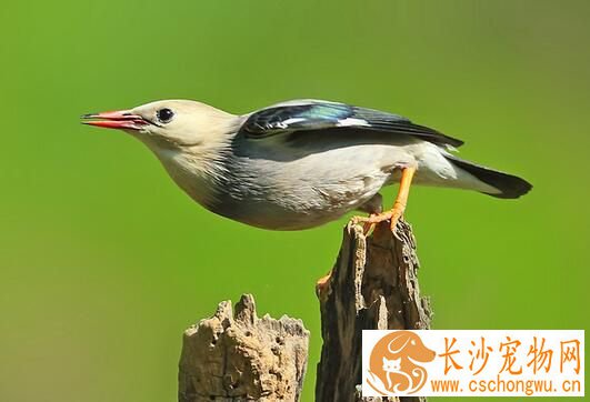 养鸟会得禽流感吗 可能感染H7N9禽流感病毒