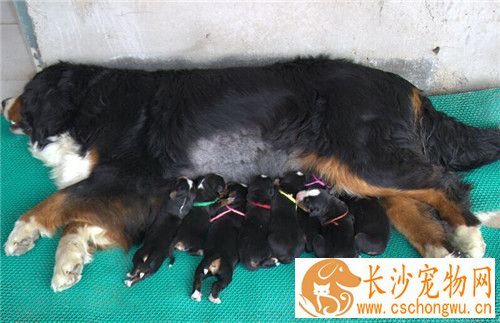 伯恩山犬遗传病 遗传病髋关节发育不全