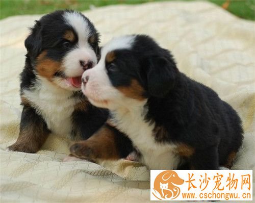 伯恩山犬遗传病 遗传病髋关节发育不全
