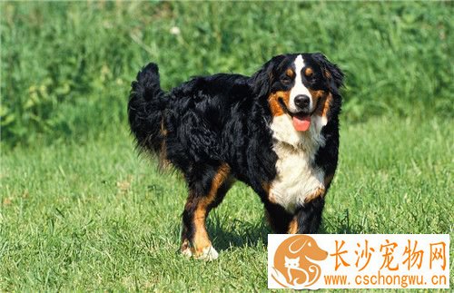 伯恩山犬遗传病 遗传病髋关节发育不全
