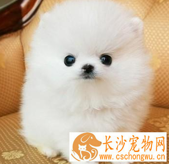 博美犬瘟热的治疗方法 博美犬瘟热的处理方法