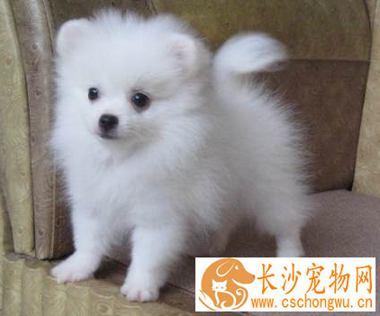博美犬瘟热的治疗方法 博美犬瘟热的处理方法