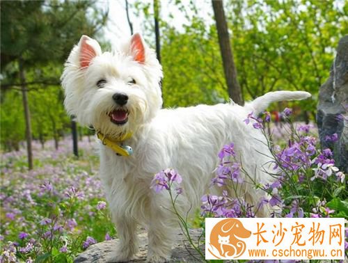 西高地白梗犬容易得病吗 怎么检查狗狗健康状态
