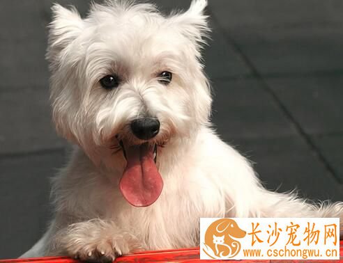 西高地白梗犬容易得病吗 怎么检查狗狗健康状态