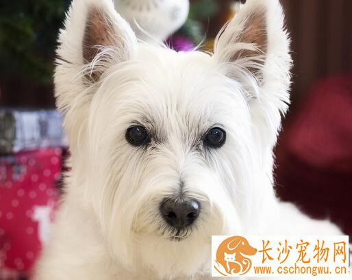 西高地白梗犬容易得病吗 怎么检查狗狗健康状态