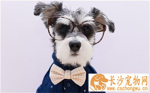 雪纳瑞幼犬大便正常爱吐怎么回事 六大呕吐原因