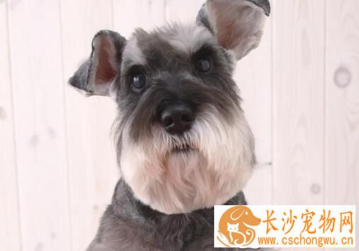 雪纳瑞幼犬大便正常爱吐怎么回事 六大呕吐原因