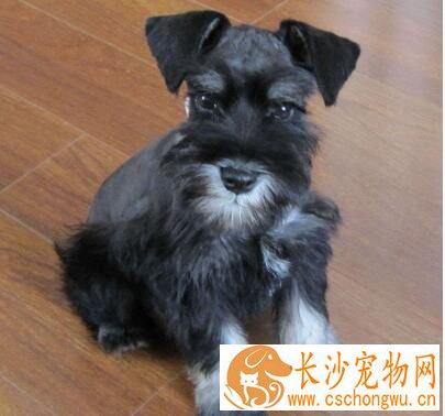 雪纳瑞幼犬大便正常爱吐怎么回事 六大呕吐原因