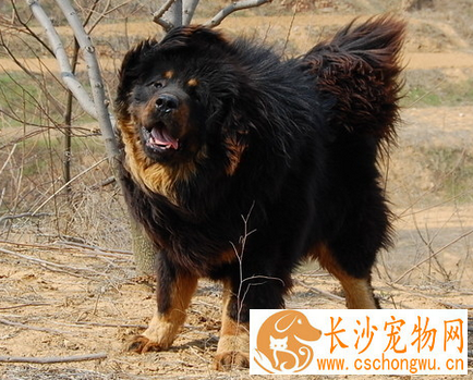 藏獒的疾病 藏獒疾病的相关防治方法