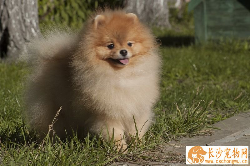 博美犬为什么吐 呕吐是很多疾病的先兆症状