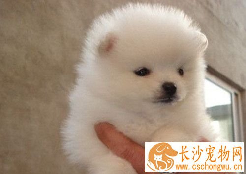 博美犬为什么吐 呕吐是很多疾病的先兆症状