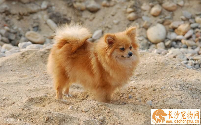 博美犬为什么吐 呕吐是很多疾病的先兆症状