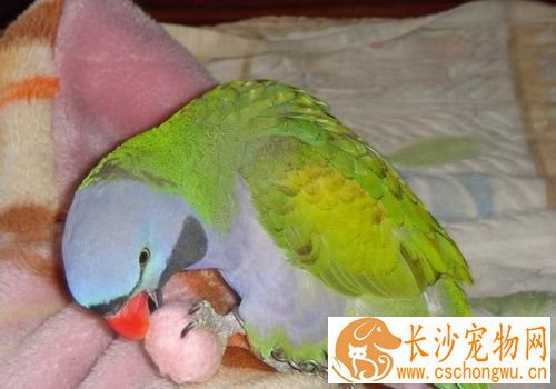 大绯胸鹦鹉咬人 大绯胸鹦鹉咬人的原因