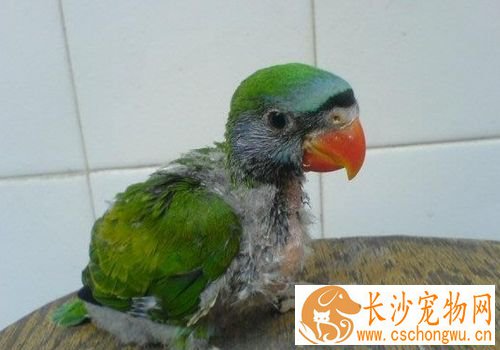 大绯胸鹦鹉咬人 大绯胸鹦鹉咬人的原因