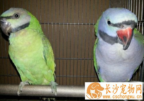 大绯胸鹦鹉咬人 大绯胸鹦鹉咬人的原因