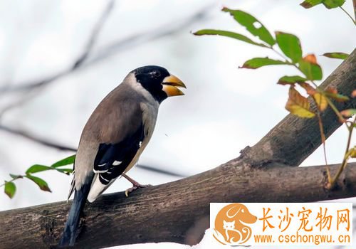 蜡嘴雀拉稀 蜡嘴雀拉稀怎么治疗比较好